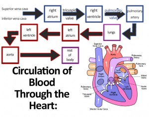 Circulation_of_Blood_Through_the_Heart