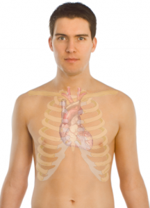 Surface_anatomy_of_the_heart
